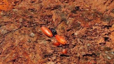 ​玉石的基础知识：（17）南红「一」