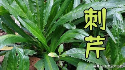 ​刺芹：叶子是食用香料，全株均可入药