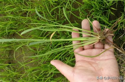 ​稗草，这种水田里常见恶性杂草，如今似乎是个带有年龄特性的名词