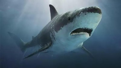 ​海滩又现鲨鱼吃人？警方回应：为谣言