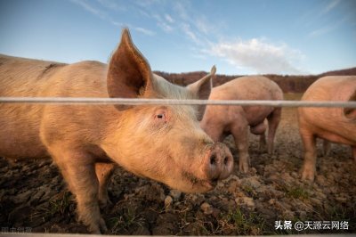 ​猪伪狂犬病的临床症状及防控措施，你了解多少？