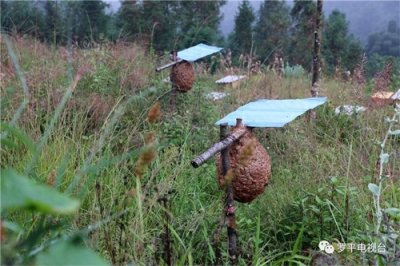 ​胡蜂原来这么养！经济效益很不错……