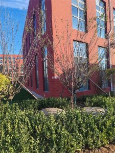 ​菁园植物序列6||红梅