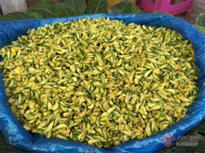 ​云南头茬金雀花、石斛花抢“鲜”上市