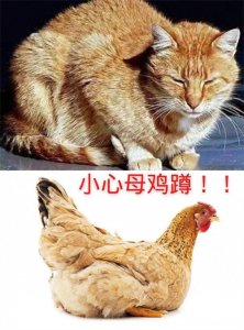​猫咪吐黄水怎么办？除了去医院你还可以试试这样