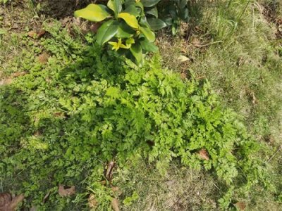 ​色香俱佳的食疗中药材：野芹菜