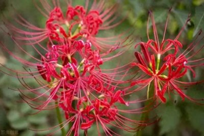 ​今天在书上看到这篇文章，分享给大家，了解一下冥界四花的花语