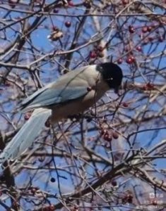 ​金秋灰喜鹊摄影图片欣赏