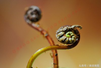 ​舌尖上的长白山：猴腿儿脆嫩鲜香很独特