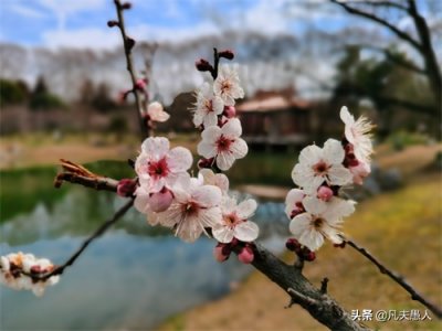 ​南京明孝陵梅花山赏梅攻略，线路推荐