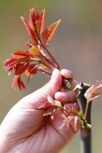 ​香椿树在风水上的传统禁忌及理想种植位置解析！