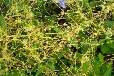 ​无根草——不仅仅是野草，还是一味中药材