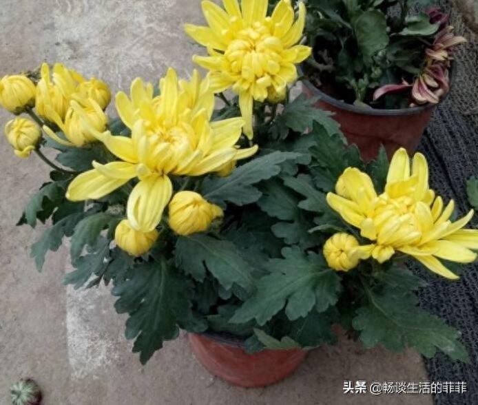 家里养菊花好吗？今天我们来还原真相