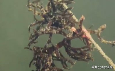 ​麒麟菜，形似“鸡脚”的海洋食材，还能做成“果冻”