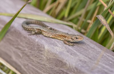 ​常见动物——蜥蜴