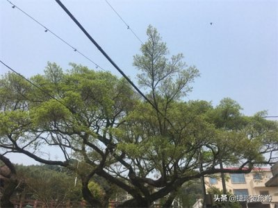 ​福建省 漳州市 长泰县 十里蓝山