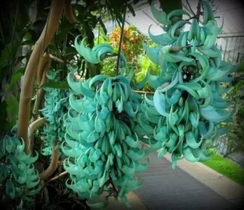 ​长得像葡萄的花，你一定没见过，世界珍稀物种