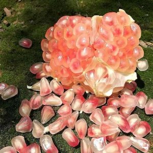 滋滋爆汁！蒙自石榴，不是很红，但很好吃！