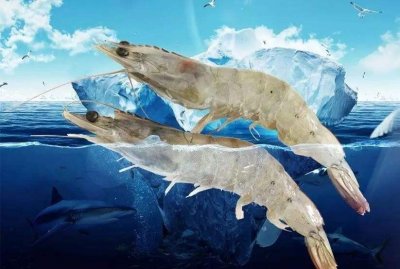 ​供应进口南美白虾——原厂直供