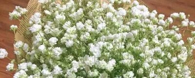 ​满天星发芽后怎么养