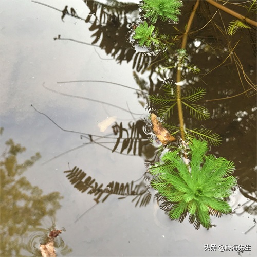 周末好去处——龙头寺公园，这迷人的春景有没有诱惑到你