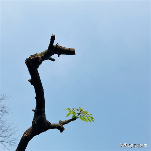 周末好去处——龙头寺公园，这迷人的春景有没有诱惑到你