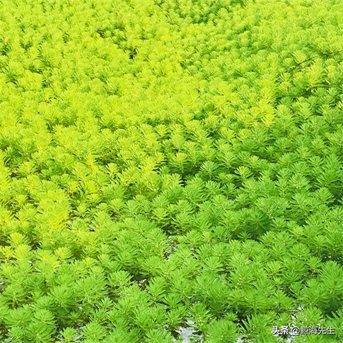 周末好去处——龙头寺公园，这迷人的春景有没有诱惑到你