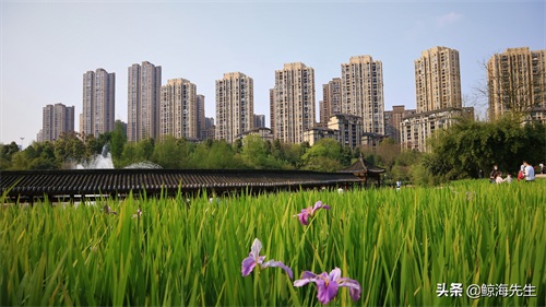 周末好去处——龙头寺公园，这迷人的春景有没有诱惑到你