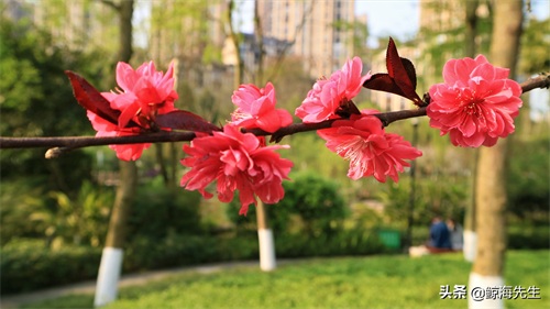 周末好去处——龙头寺公园，这迷人的春景有没有诱惑到你