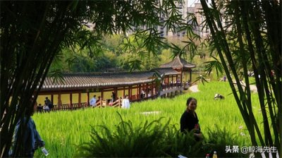 ​周末好去处——龙头寺公园，这迷人的春景有没有诱惑到你