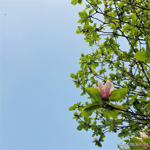 周末好去处——龙头寺公园，这迷人的春景有没有诱惑到你