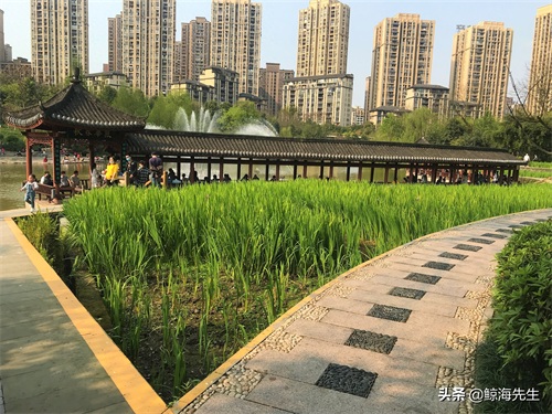 周末好去处——龙头寺公园，这迷人的春景有没有诱惑到你