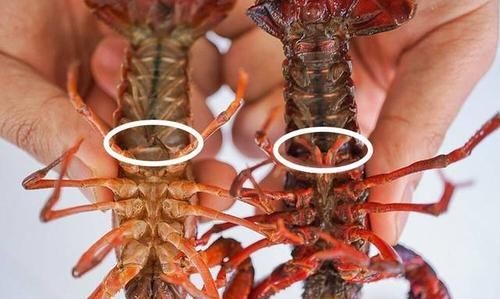 小龙虾的钳子学名叫什么