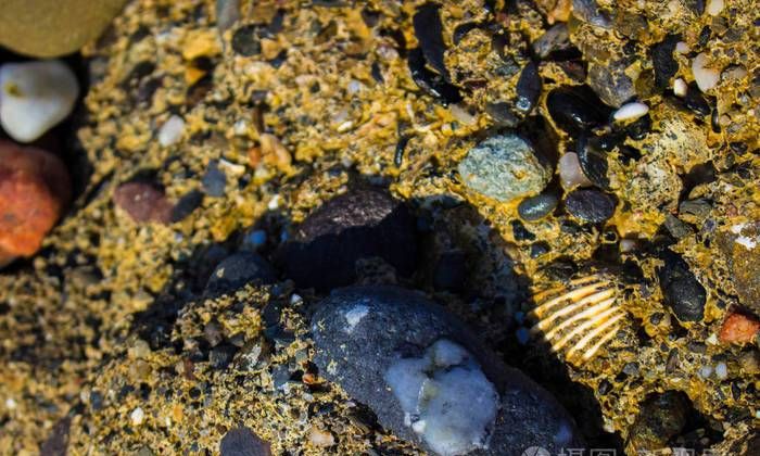 为什么石头上有贝壳 二年级