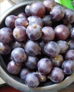 ​手工酿葡萄酒 *** 步骤窍门(酿葡萄酒的步骤)