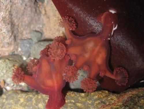 什么动物最爱吃紫菜海带