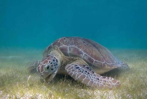 什么动物吃海藻像海葵