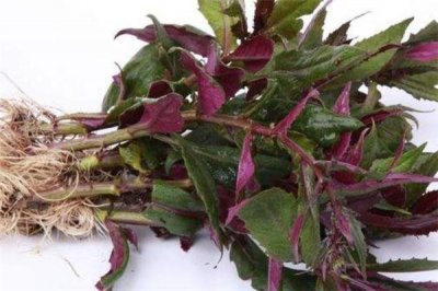 ​红凤菜什么人不能吃 红凤菜禁忌人群