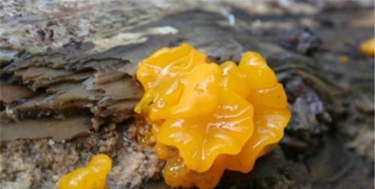 金耳是新鲜好还是干的好