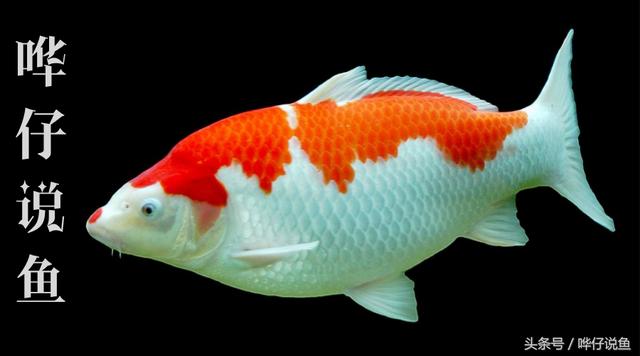 鱼缸增氧泵的使用方法（分享鱼缸增氧泵的正确使用姿势）(6)