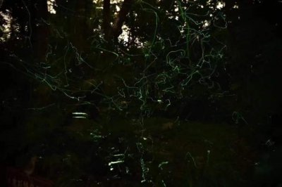 ​夏夜，让我们去看萤火虫，保护萤火虫！城区公园里，滨江森林公园萤火虫最多，