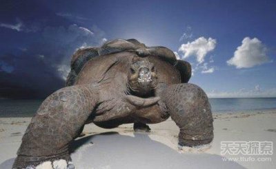 ​世界上寿命最长的动物排行榜