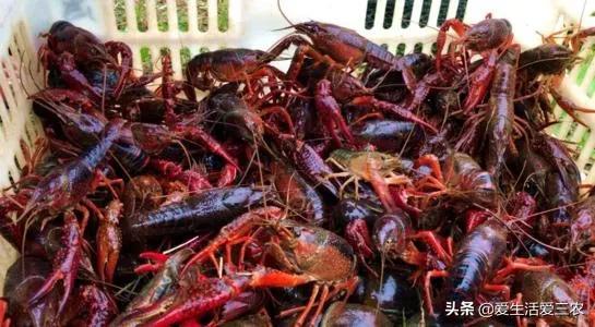 农村养殖什么不愁销路6个养殖项目（不想打工的农村人来看看）(3)