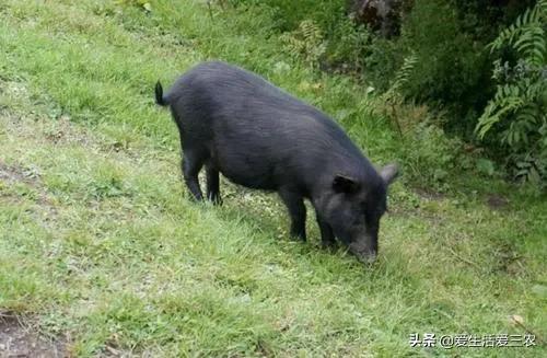 农村养殖什么不愁销路6个养殖项目（不想打工的农村人来看看）(6)