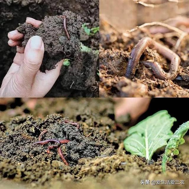 农村养殖什么不愁销路6个养殖项目（不想打工的农村人来看看）(4)