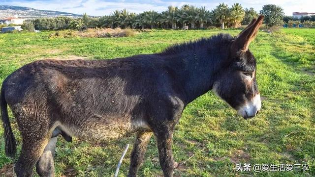 农村养殖什么不愁销路6个养殖项目（不想打工的农村人来看看）(9)