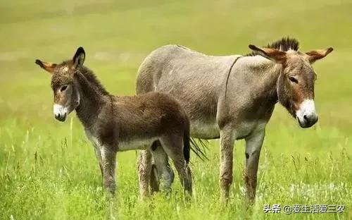 农村养殖什么不愁销路6个养殖项目（不想打工的农村人来看看）(10)