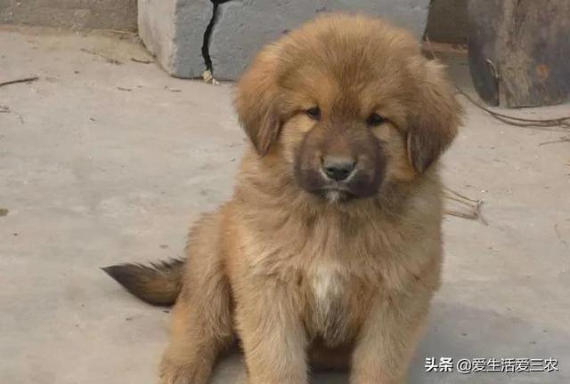 农村养殖什么不愁销路6个养殖项目（不想打工的农村人来看看）(7)