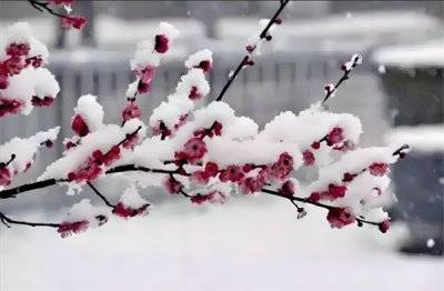 ​解读卢钺《雪梅》：诗意中的哲理与智慧，从古到今的启示
