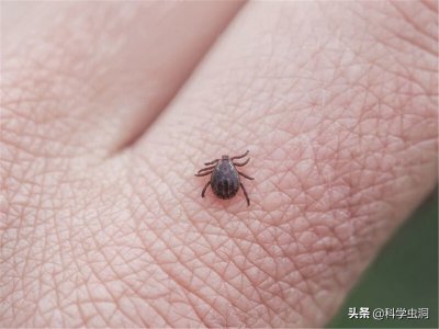 ​比毒蛇还可怕！“夺命”蜱虫高发季，钻入体内吸血，严重可致命